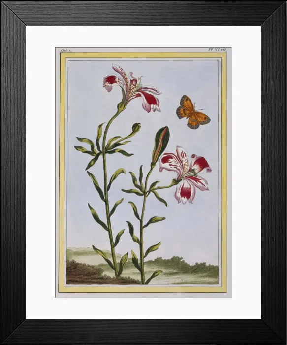 Framed Print : La Fleur Tachete des Incas (Peruvian Lily), pub. 1776. Creator: Pierre Joseph Buchoz (1731-1807) Framed Print : La Fleur Tachete des Incas (Peruvian Lily), pub. 1776. Creator: Pierre Joseph Buchoz (1731-1807)