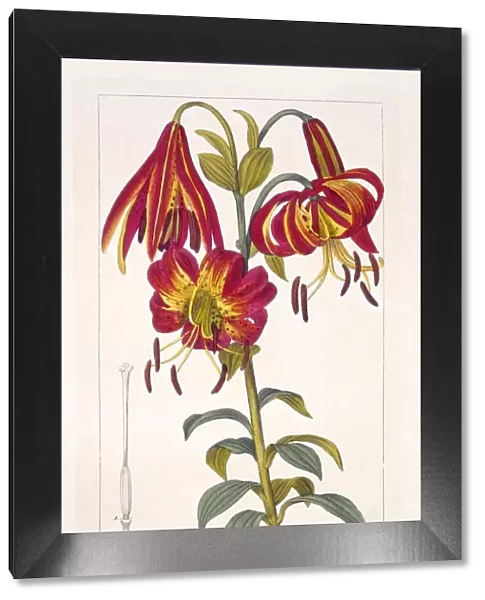 American Turkscap Lily, pub. 1836. Creator: Panacre Bessa (1772-1846)