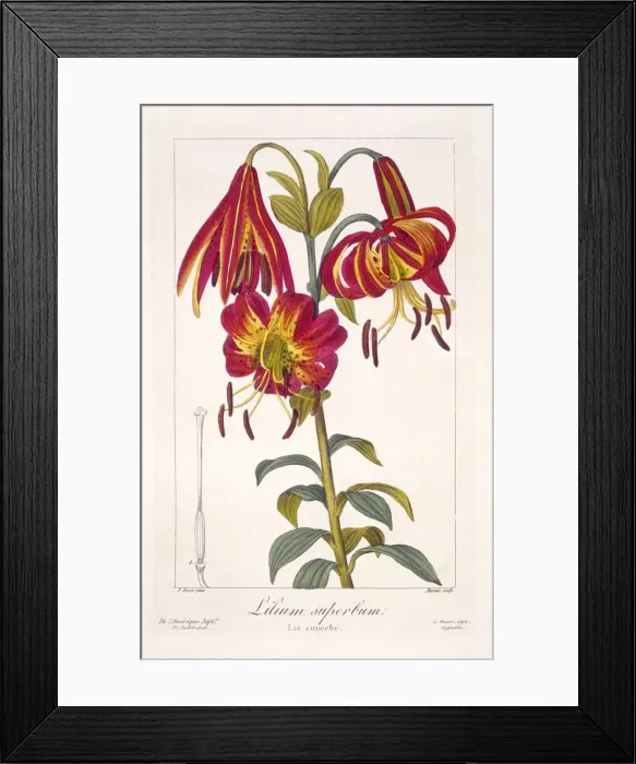 Framed Print : American Turkscap Lily, pub. 1836. Creator: Panacre Bessa (1772-1846) Framed Print : American Turkscap Lily, pub. 1836. Creator: Panacre Bessa (1772-1846)