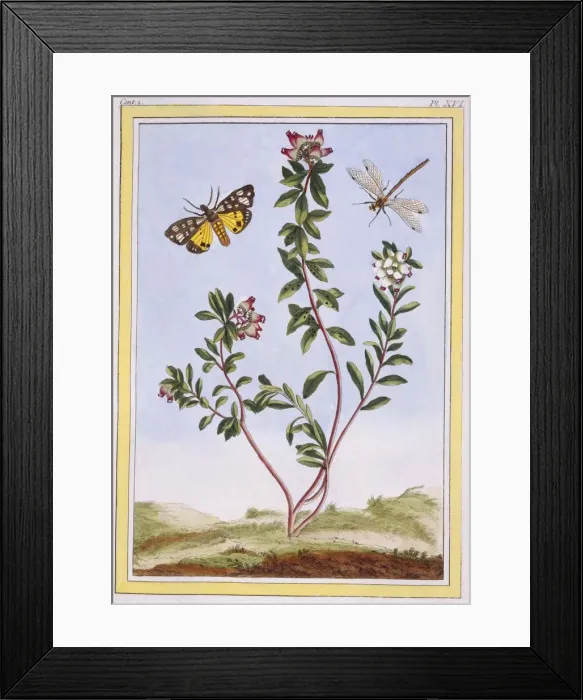 Framed Print : Le Petit arbousier des Aples (Mountain heather), pub. 1776. Creator: Pierre Joseph Buchoz