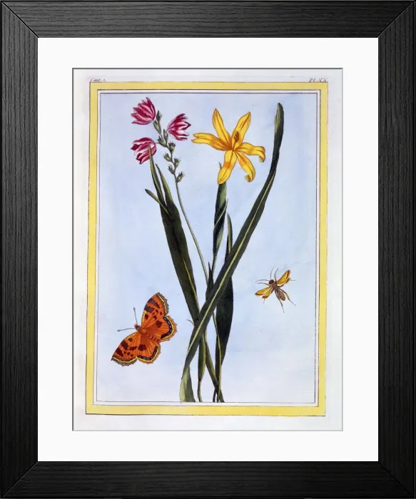 Framed Print : South American Ixia, pub. 1776. Creator: Pierre Joseph Buchoz (1731-1807) Framed Print : South American Ixia, pub. 1776. Creator: Pierre Joseph Buchoz (1731-1807)