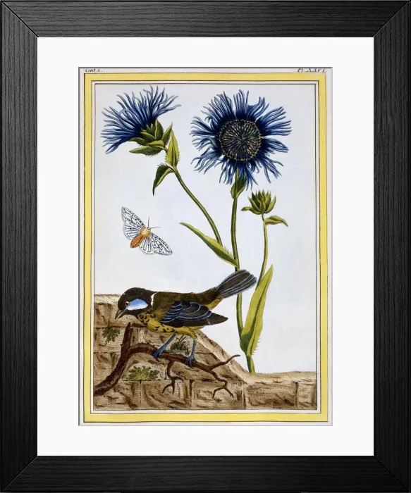 Framed Print : Cornflower, pub. 1776. Creator: Pierre Joseph Buchoz (1731-1807) Framed Print : Cornflower, pub. 1776. Creator: Pierre Joseph Buchoz (1731-1807)