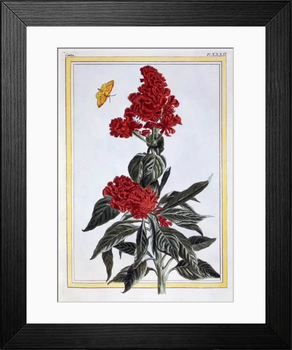 Framed Print : Variety of Amaranthus, pub. 1776. Creator: Pierre Joseph Buchoz (1731-1807) Framed Print : Variety of Amaranthus, pub. 1776. Creator: Pierre Joseph Buchoz (1731-1807)