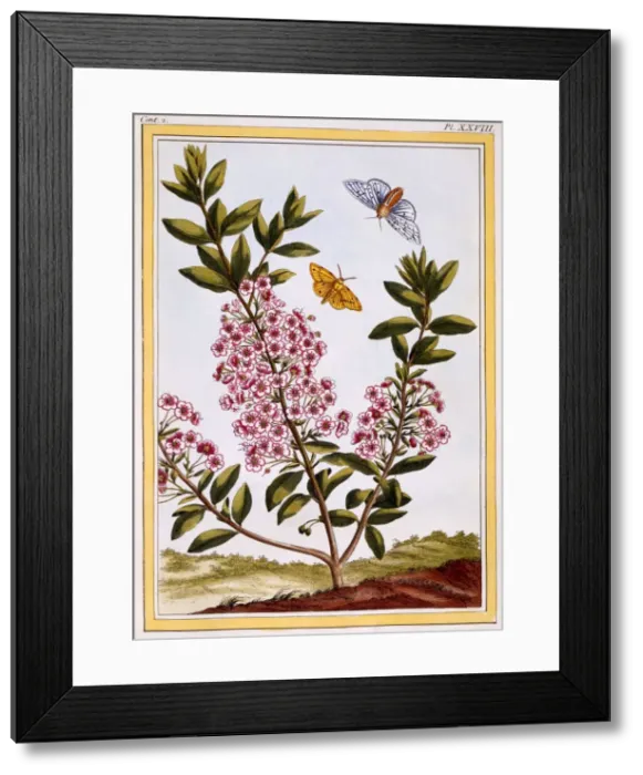 Framed Print : Sheeps Laurel (Kalmia augustifolia), pub. 1776. Creator: Pierre Joseph Buchoz (1731-1807) Framed Print : Sheeps Laurel (Kalmia augustifolia), pub. 1776. Creator: Pierre Joseph Buchoz (1731-1807)