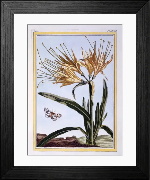 Framed Print : A Lily, pub. 1776. Creator: Pierre Joseph Buchoz (1731-1807) Framed Print : A Lily, pub. 1776. Creator: Pierre Joseph Buchoz (1731-1807)