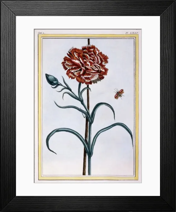 Framed Print : Carnation, pub. 1776. Creator: Pierre Joseph Buchoz (1731-1807) Framed Print : Carnation, pub. 1776. Creator: Pierre Joseph Buchoz (1731-1807)