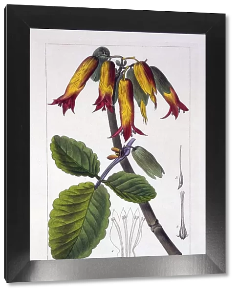 Bryophyllum calycinum, pub. 1836. Creator: Panacre Bessa (1772-1846)