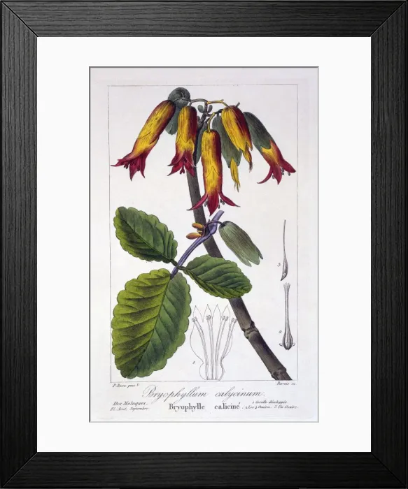 Framed Print : Bryophyllum calycinum, pub. 1836. Creator: Panacre Bessa (1772-1846) Framed Print : Bryophyllum calycinum, pub. 1836. Creator: Panacre Bessa (1772-1846)