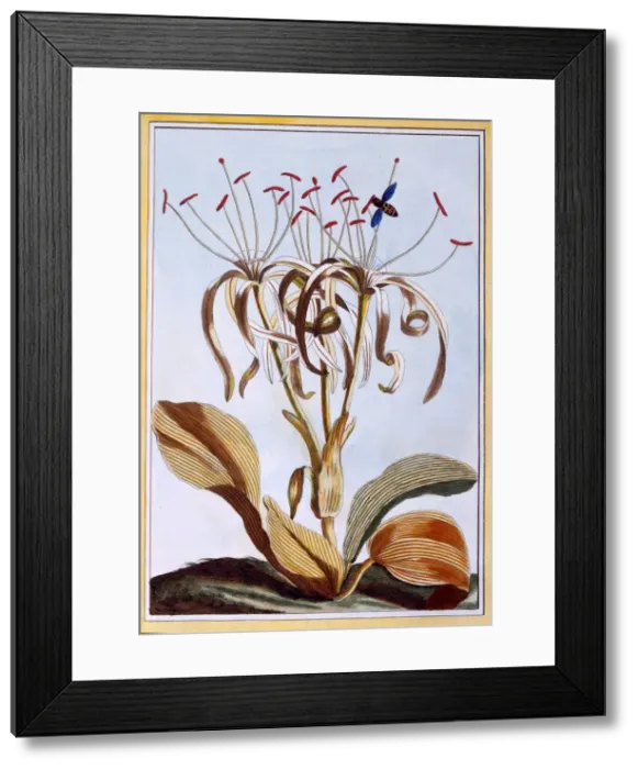 Framed Print : Sea Daffodil, pub. 1776. Creator: Pierre Joseph Buchoz (1731-1807) Framed Print : Sea Daffodil, pub. 1776. Creator: Pierre Joseph Buchoz (1731-1807)