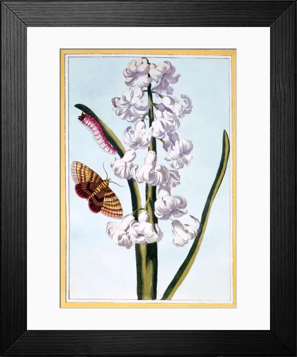 Framed Print : Hyacinth, pub. 1776. Creator: Pierre Joseph Buchoz (1731-1807) Framed Print : Hyacinth, pub. 1776. Creator: Pierre Joseph Buchoz (1731-1807)
