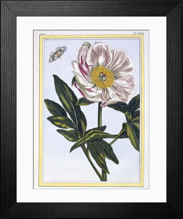 Framed Print : Flesh coloured common Paeony, pub. 1776. Creator: Pierre Joseph Buchoz (1731-1807) Framed Print : Flesh coloured common Paeony, pub. 1776. Creator: Pierre Joseph Buchoz (1731-1807)