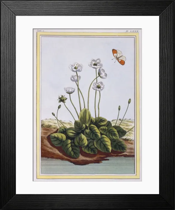 Framed Print : Chiendent de Parnasse (Grass of Parnassus), pub. 1776. Creator: Pierre Joseph Buchoz (1731-1807) Framed Print : Chiendent de Parnasse (Grass of Parnassus), pub. 1776. Creator: Pierre Joseph Buchoz (1731-1807)