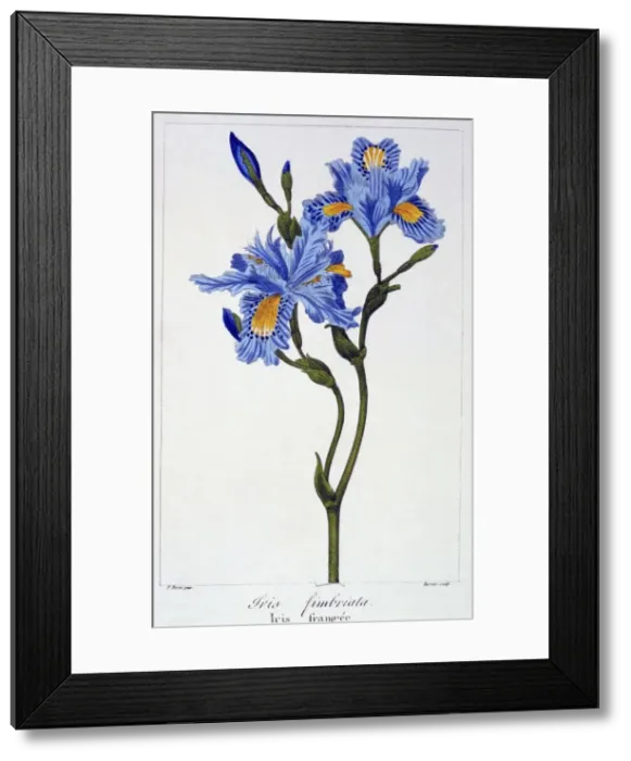 Framed Print : Fringed Iris, pub. 1836. Creator: Panacre Bessa (1772-1846) Framed Print : Fringed Iris, pub. 1836. Creator: Panacre Bessa (1772-1846)