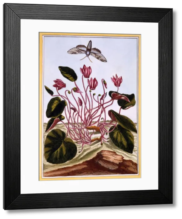 Framed Print : Cyclamen, pub. 1776. Creator: Pierre Joseph Buchoz (1731-1807) Framed Print : Cyclamen, pub. 1776. Creator: Pierre Joseph Buchoz (1731-1807)