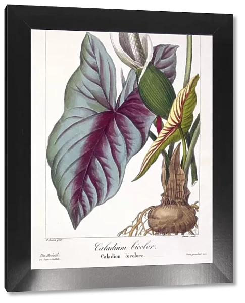 Caladium bicolor, pub. 1836. Creator: Panacre Bessa (1772-1846)