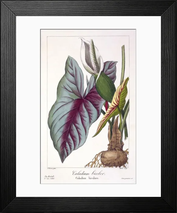 Framed Print : Caladium bicolor, pub. 1836. Creator: Panacre Bessa (1772-1846)