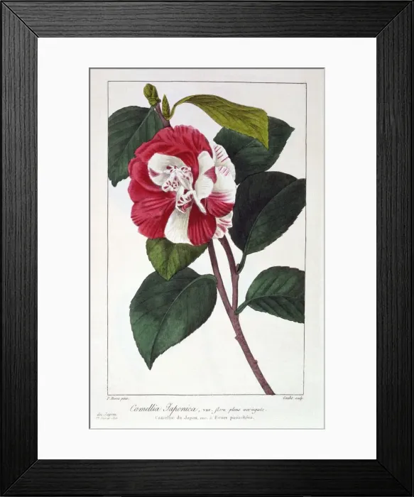 Framed Print : Camellia Japonica, pub. 1836. Creator: Panacre Bessa (1772-1846) Framed Print : Camellia Japonica, pub. 1836. Creator: Panacre Bessa (1772-1846)