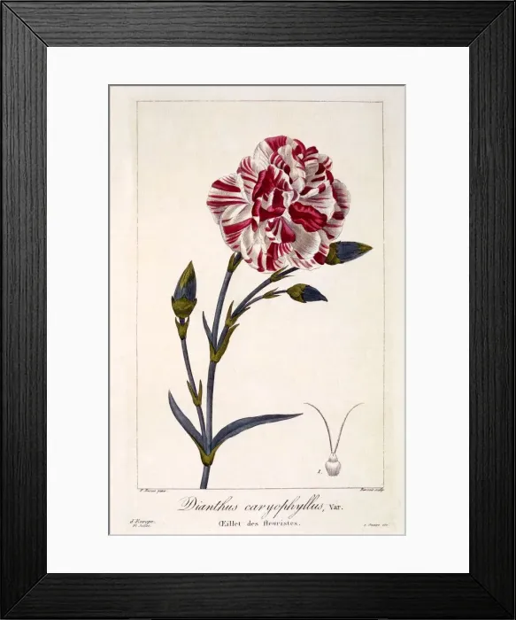 Framed Print : Dianthhus caryophyllus, pub. 1836. Creator: Panacre Bessa (1772-1846) Framed Print : Dianthhus caryophyllus, pub. 1836. Creator: Panacre Bessa (1772-1846)