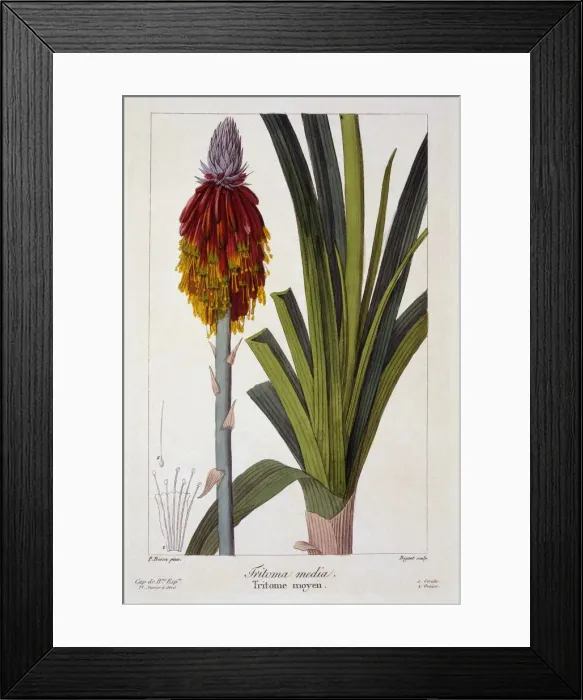 Framed Print : Kniphofia, pub. 1836. Creator: Panacre Bessa (1772-1846) Framed Print : Kniphofia, pub. 1836. Creator: Panacre Bessa (1772-1846)