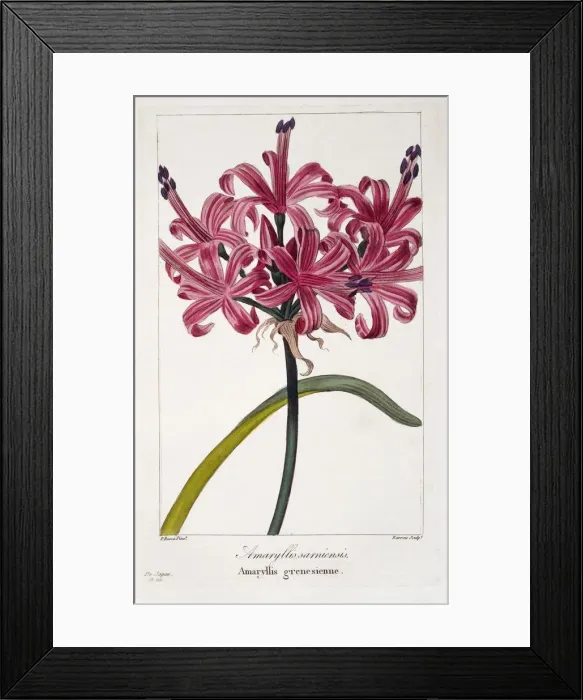 Framed Print : Amaryllis (A. sarniensis), pub. 1836. Creator: Panacre Bessa (1772-1846) Framed Print : Amaryllis (A. sarniensis), pub. 1836. Creator: Panacre Bessa (1772-1846)