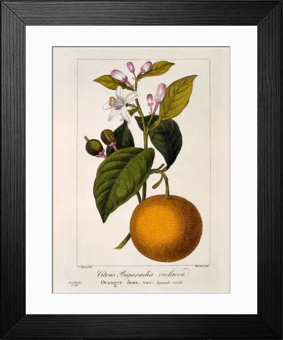 Framed Print : Sweet Orange: Citrus sinensis var: Bigaradia violacea, pub. 1836. Creator: Panacre Bessa Framed Print : Sweet Orange: Citrus sinensis var: Bigaradia violacea, pub. 1836. Creator: Panacre Bessa