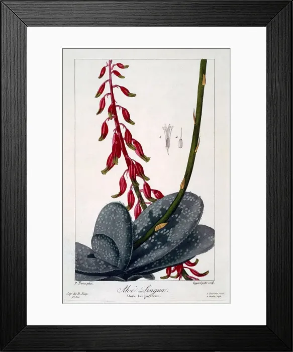 Framed Print : Aloe lingua, pub. 1836. Creator: Panacre Bessa (1772-1846)