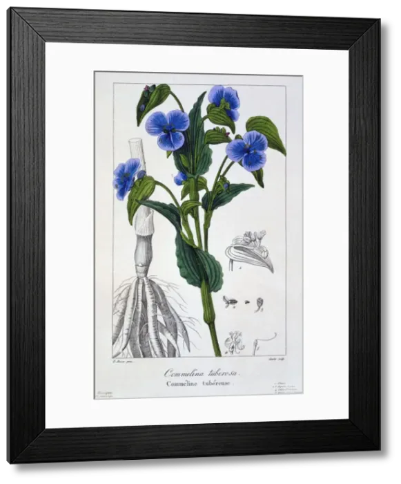 Framed Print : Commelina tuberosa, pub. 1836. Creator: Panacre Bessa (1772-1846) Framed Print : Commelina tuberosa, pub. 1836. Creator: Panacre Bessa (1772-1846)