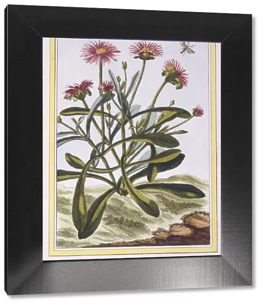 La Ficoide d Afrique or Mesembryanthemum, pub. 1776. Creator: Pierre Joseph Buchoz (1731-1807)