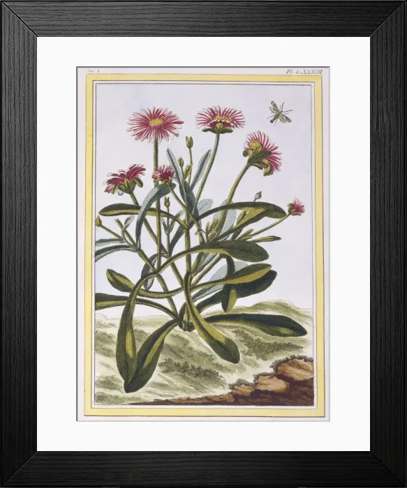 Framed Print : La Ficoide d Afrique or Mesembryanthemum, pub. 1776. Creator: Pierre Joseph Buchoz (1731-1807) Framed Print : La Ficoide d Afrique or Mesembryanthemum, pub. 1776. Creator: Pierre Joseph Buchoz (1731-1807)