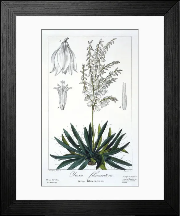 Framed Print : Yucca filimentosa, pub. 1836. Creator: Panacre Bessa (1772-1846) Framed Print : Yucca filimentosa, pub. 1836. Creator: Panacre Bessa (1772-1846)