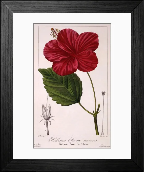 Framed Print : Hibiscus: H. rosa-sinensis, pub. 1836. Creator: Panacre Bessa (1772-1846) Framed Print : Hibiscus: H. rosa-sinensis, pub. 1836. Creator: Panacre Bessa (1772-1846)