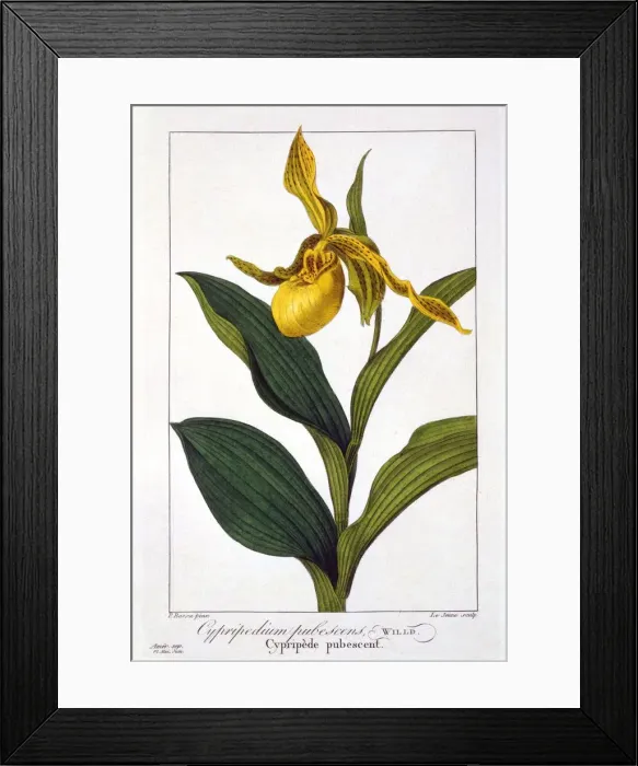 Framed Print : Cypripedium, pub. 1836. Creator: Panacre Bessa (1772-1846) Framed Print : Cypripedium, pub. 1836. Creator: Panacre Bessa (1772-1846)
