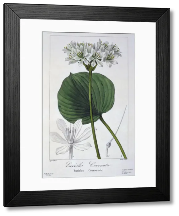 Framed Print : Euricles coronata, pub. 1836. Creator: Panacre Bessa (1772-1846) Framed Print : Euricles coronata, pub. 1836. Creator: Panacre Bessa (1772-1846)