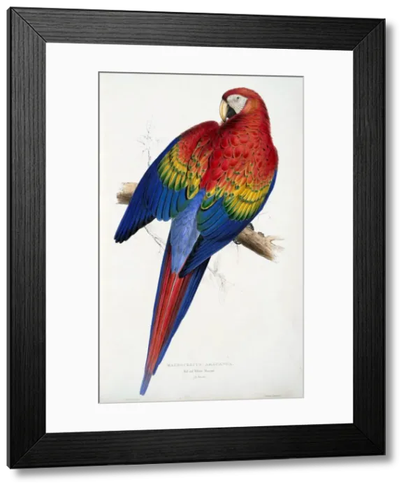 Framed Print : Red and Yellow Macaw (Macrocercus aracanga), pub. 1832. Creator: Edward Lear (1818-1888) Framed Print : Red and Yellow Macaw (Macrocercus aracanga), pub. 1832. Creator: Edward Lear (1818-1888)