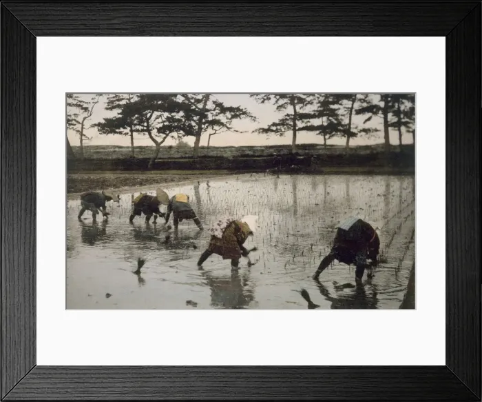 Framed Print : Five peasants re-planting rice in a paddy field, 1890 s. Creator: Japanese Photographer Framed Print : Five peasants re-planting rice in a paddy field, 1890 s. Creator: Japanese Photographer