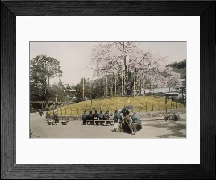 Framed Print : The famous cherry tree at Maruyama, Kyoto 1890 s. Creator: Japanese Photographer (19th Century) Framed Print : The famous cherry tree at Maruyama, Kyoto 1890 s. Creator: Japanese Photographer (19th Century)