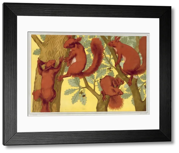 Framed Print : Squirrels, pub. 1897. Creator: Maurice Pillard Verneuil (1869?1942) Framed Print : Squirrels, pub. 1897. Creator: Maurice Pillard Verneuil (1869?1942)