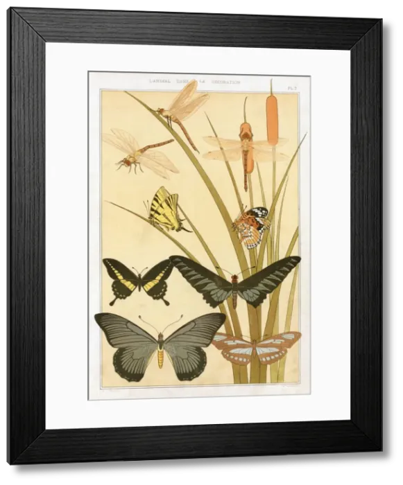 Framed Print : Butterflies, pub. 1897. Creator: Maurice Pillard Verneuil (1869?1942) Framed Print : Butterflies, pub. 1897. Creator: Maurice Pillard Verneuil (1869?1942)