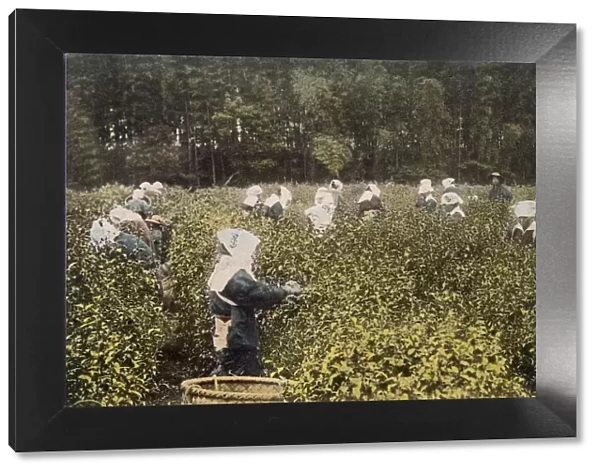 Women picking tea, with male overseer, 1890 s. Creator: Japanese Photographer (19th Century)