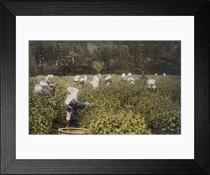 Framed Print : Women picking tea, with male overseer, 1890 s. Creator: Japanese Photographer (19th Century) Framed Print : Women picking tea, with male overseer, 1890 s. Creator: Japanese Photographer (19th Century)