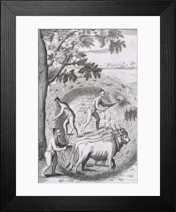 Framed Print : The manner of treading out their rice, pub. 1681. Creator: Robert Knox (1641-1720) Framed Print : The manner of treading out their rice, pub. 1681. Creator: Robert Knox (1641-1720)
