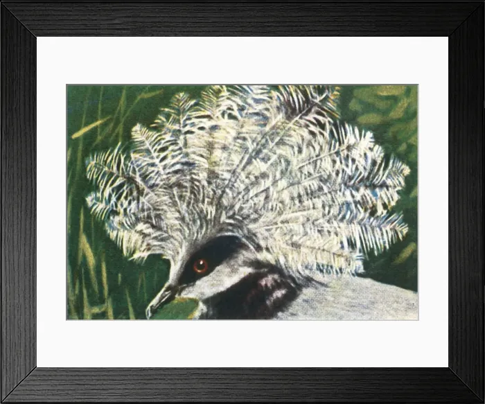 Framed Print : Western crowned pigeon, c1928. Creator: Unknown Framed Print : Western crowned pigeon, c1928. Creator: Unknown