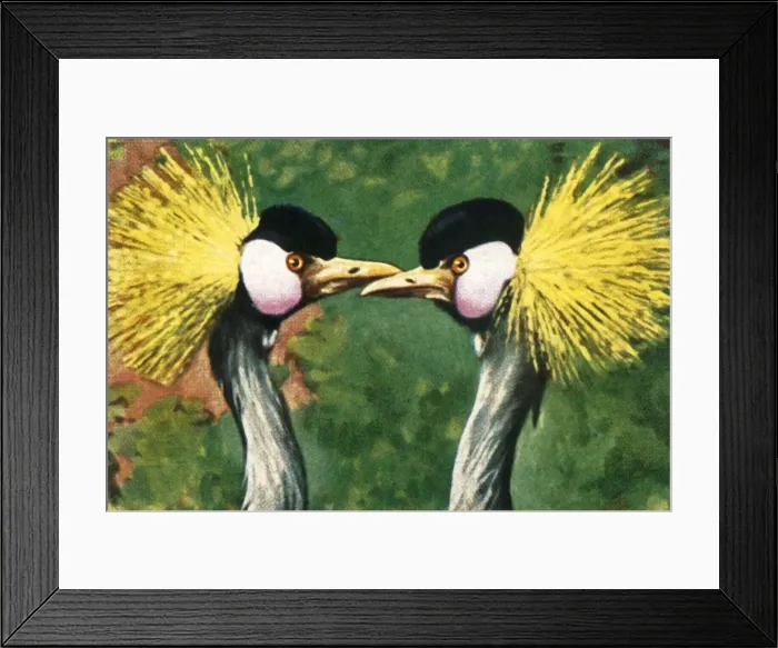 Framed Print : Grey crowned cranes, c1928. Creator: Unknown Framed Print : Grey crowned cranes, c1928. Creator: Unknown