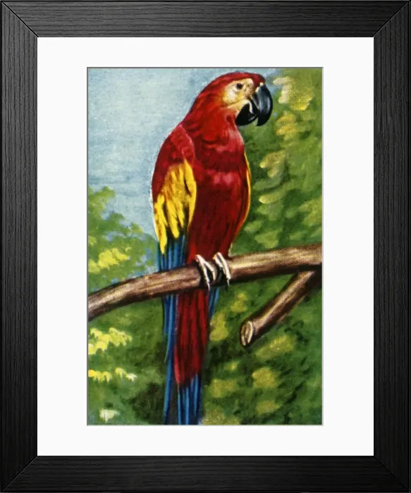 Framed Print : Scarlet macaw, c1928. Creator: Unknown Framed Print : Scarlet macaw, c1928. Creator: Unknown