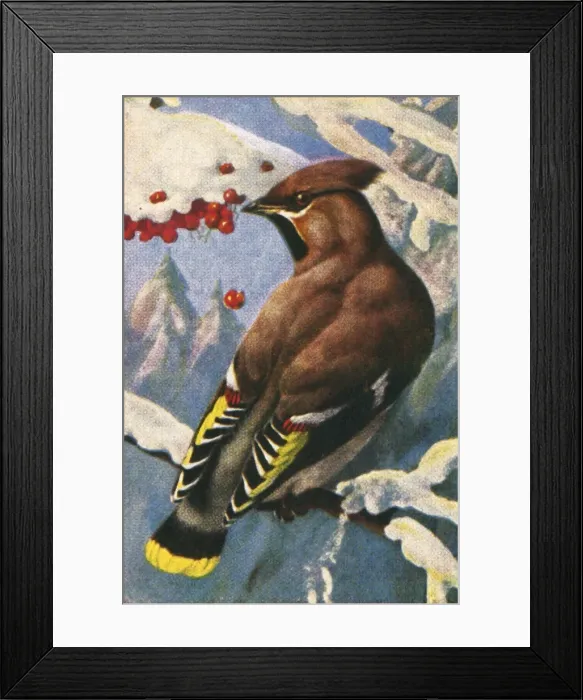 Framed Print : Bohemian waxwing, c1928. Creator: Unknown Framed Print : Bohemian waxwing, c1928. Creator: Unknown