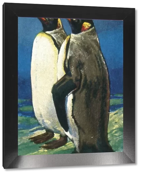 King penguins, c1928. Creator: Unknown