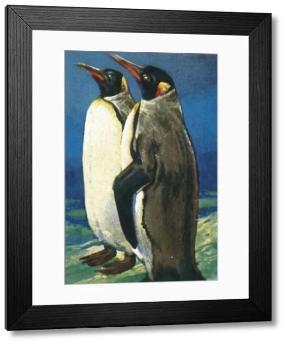 Framed Print : King penguins, c1928. Creator: Unknown Framed Print : King penguins, c1928. Creator: Unknown