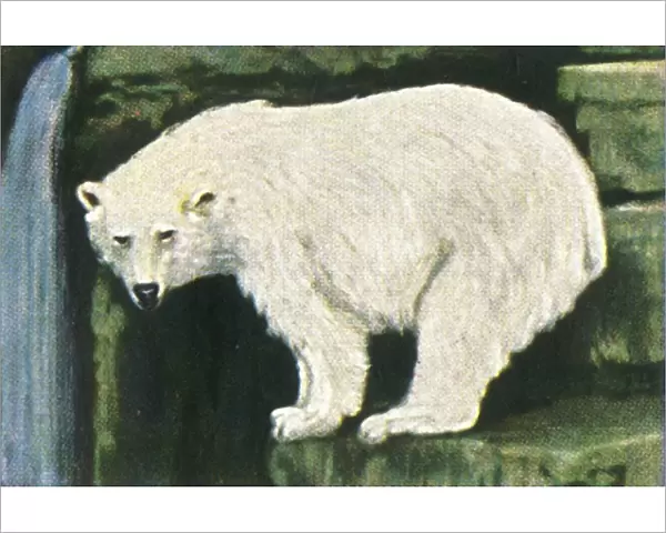 Polar bear from Spitzbergen, c1928. Creator: Unknown