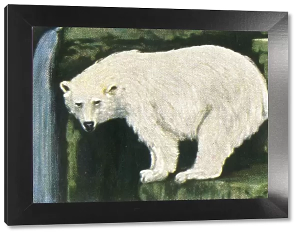 Polar bear from Spitzbergen, c1928. Creator: Unknown