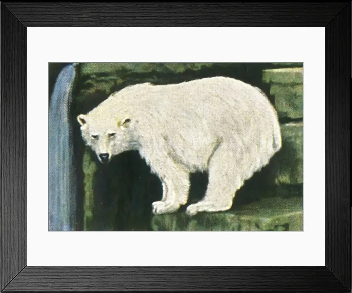 Framed Print : Polar bear from Spitzbergen, c1928. Creator: Unknown Framed Print : Polar bear from Spitzbergen, c1928. Creator: Unknown